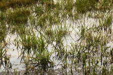 Green Grasses Standing In Water