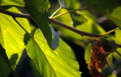 Green Leaf On Yellowing Mulberry