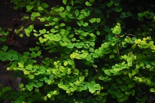 Green Leaves On Branches Of A Tree