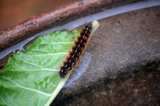 Hairy Caterpillar On A Spinach Leaf