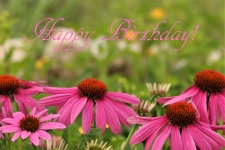 Happy Birthday Pink Coneflowers