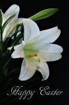 Happy Easter Lily On Black