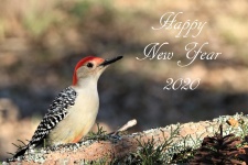 Happy New Year 2020 Woodpecker