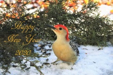 Happy New Year Woodpecker In Snow