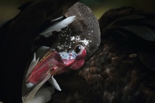 Head Of Spurwing Goose In Feathers