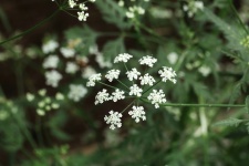 Hedge Parsley Wildflower
