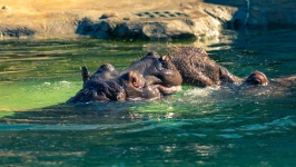 Hippos In Water