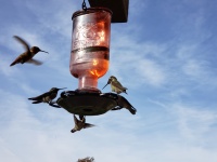 Hummingbirds Feeding On Winter Day
