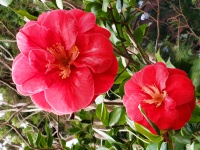Red Camellia Flowers