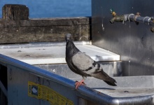 Pier Pigeon