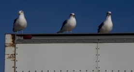 Seagulls On Semi Truck
