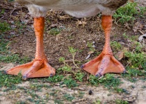 Geese Feet