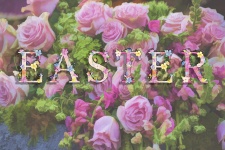 Easter Roses