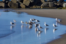 Gulls At The Shore