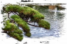 Japanese Pine Over Water