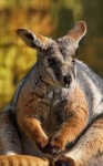 Kangaroo Macropodidae Animal Wilderness