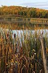 Lake With Cattails In Autumn