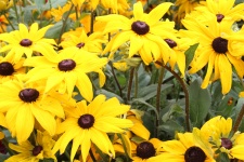 Large Yellow Flowers