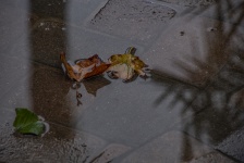 Leaves In A Puddle