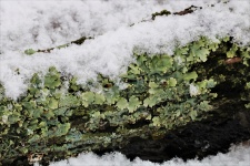 Lichens And Snow On Tree Branch