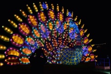 Lighted Lantern Peacock