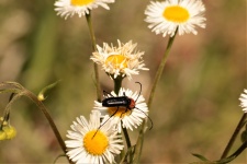 Long-horned Beetle On Wildflower