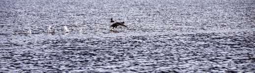 Loon Taking Off From Lake