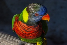 Lorikeet Rainbow Parrot