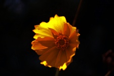 Luminous Yellow Daisy Flower