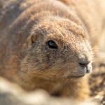 Marmot Portrait