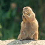 Marmot Standing