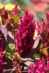 Maroon Celosia Bloom Close-up