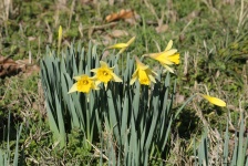 Mini Daffodils In Grass