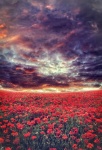 Poppy Flower Meadow Sky Clouds