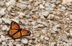 Monarch Butterfly In Gravel Border