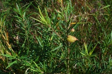 Narrow-leaf Cotton Bush