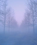 Fog Alley Trees Footpath