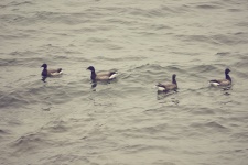 Wild Geese On The Water