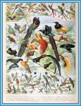 Birds By Adolphe Millot - B