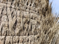 Palm Tree Bark Closeup
