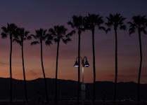 Palm Tree Sunset At Venice Beach