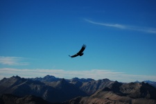 Patagonian Condor 2