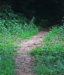 Path Entering Dark Forest