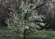 Pear Tree Blooming In Spring