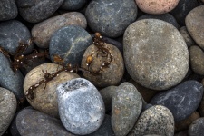 Pebbles And Seaweed