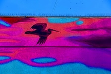 Pelican In Pink And Blue