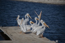 Pelicans On A Boat Dock