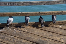 Pigeons On The Pier