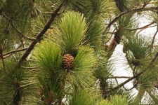 Pine Cone And Clusters Of Needles