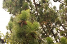 Pine Cone On A Tree With Needles